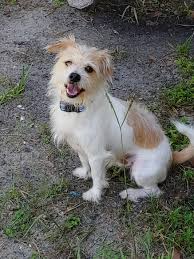 Amazing shih tzu puppies for sale in denver, colorado. 45 Jack Russell Terrier Shih Tzu Mix Puppies L2sanpiero