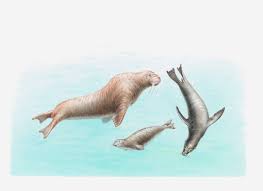 See 7 photos and 3 tips from 53 visitors to los leones marinos. Diferentes Caracteristicas De Leones Marinos Focas Y Morsas