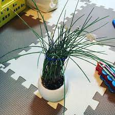 我が家のシンボルハーブだったチャイブは花が咲き乱れて枯れ落ち 体力が落ちてしょんぼり休憩中です これも水耕栽培 e ideal gardens big plants landscape structure