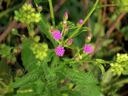 Image result for Vernonia cinerea