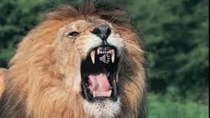 Maybe you would like to learn more about one of these? Lion Roar Sound Effect