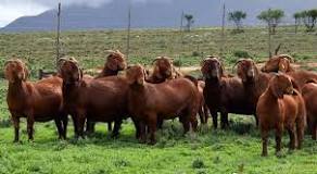 Image result for How Much Does Goat Cost In South Africa