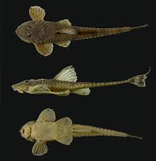 Image result for Vittaria reekmansii