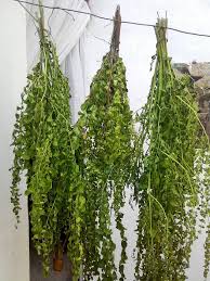 Check spelling or type a new query. Ø´Ø¬Ø±Ø© Ø§ÙÙÙØ±ÙÙØ¬Ø§ ÙÙ Ø§ÙØ¬Ø²Ø§Ø¦Ø± Ù Ø§ÙÙØ·Ù Ø§ÙØ¹Ø±Ø¨Ù Berichten Facebook