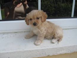Black Bichon Frise Puppy For Sale Beautiful Cuddly Cavachon Puppies Fluffy Friendly Golden Colour Mum Is A Pure Bred White Bichon Frise Dad Is An Cavachon Puppies Cavachon Dogs For Sale
