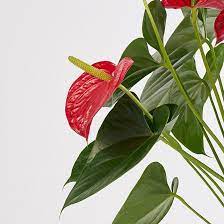 Anthrium Anthurium Plant Beautiful Orchids Anthurium