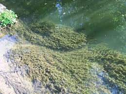 Image result for Hydrilla