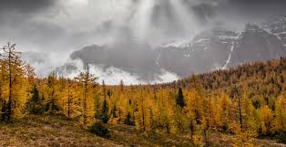 Nov 03, 2019 · we have more than 240 schools across the city of calgary. 4 Great Spots To See Yellow Larches While Avoiding The Big Crowds Curated