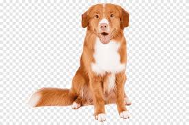 Image result for nova scotia duck tolling retrívr