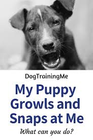 My Puppy Growls And Snaps At Me What Should I Do We Help You To Understand What Might Be Causing This Behavior Dog Training Aggressive Dog Dog Training Tips