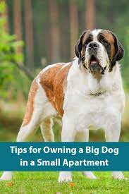 Owning A Large Dog Best Big Dogs Big Dog Breeds Dog Breeds Medium
