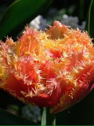 Maybe you would like to learn more about one of these? Buy Tulip Bulbs Tulipa Brisbane Gold Medal Winning Harts Nursery