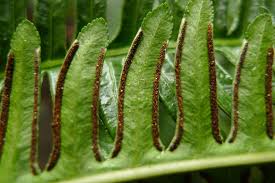 Image result for Pteris tripartita