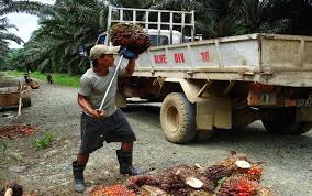 Kelapa sawit afrika, elaeis guineensis, berasal dari afrika barat di antara angola dan gambia, manakala kelapa sawit amerika, elaeis oleifera. Ada Peluang Lagi Malaysia Rekrut Tki Di Industri Sawit