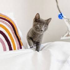 Kedi Sahipleneceklerin Dikkatine Ilk Kez Yavru Kedi Bakacaklara Tavsiyeler