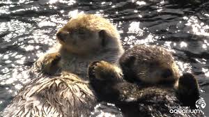 Hours, address, vancouver aquarium reviews: Sea Otters Milo And Tanu Holding Paws Youtube