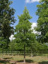 Image result for Alchornea occidentalis