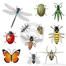 Insectes Et Anomalies Insectes Utiles Ravageurs Du Jardin Jardinage Bio