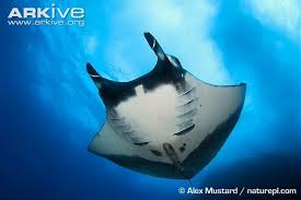 Vulnerable The Giant Manta Ray Is The Largest Ray Species In The World It Has The Largest Brain Of All The World S Fishes Much R Giant Manta Manta Ray Manta