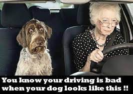 Bad Driving Funny Quotes Quotesgram
