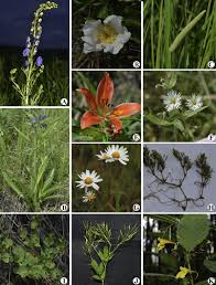 Image result for Polygala melilotoides