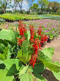 Image result for Erythrina zeyheri