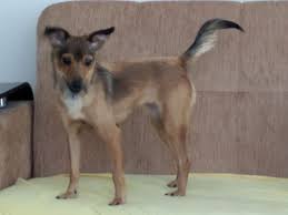 2 Yasindaki Pinscher Anne Ve Fox Terrier Yavrusu Kopek Satis