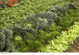 Que planter en septembre au potager ? Legumes D Hiver Conseils De Culture