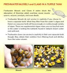 Freshwater Mussels And Clams In A Turtle Tank Aquatic Turtles Freshwater Clams Turtle Tank