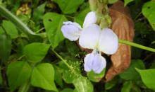 Image result for Psophocarpus scandens