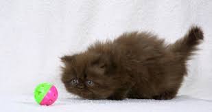 iran kedisi persian resimleri ve fotograflari buyuk boyutlar kedi hayvanlar resim
