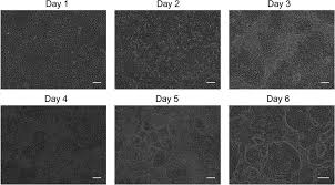 hiPSCs (WTC11) undergoing differentiation to vascular cells through a... |  Download Scientific Diagram