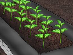 How to build a small box garden. 3 Ways To Build Raised Vegetable Garden Boxes Wikihow