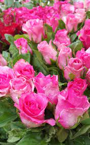 Flowers are the best to show your love affection and passion towards other person it is very beautiful gift for every one. Pink Rose A Beautiful Flower Background Wallpaper Love Valentine Stock Photo Picture And Royalty Free Image Image 75001466