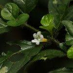 Image result for Mostuea batesii