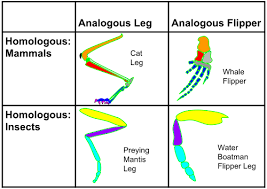 Difference Between Homologous And Analogous Structures Difference Between