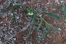 Image result for Crabbea kaessneri