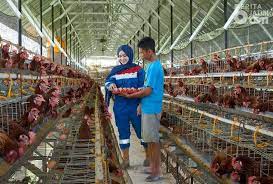 Check spelling or type a new query. Bisnis Ayam Petelur Prospektif Bumdes Binaan Pepc Makin Berkembang Beritajatim Com