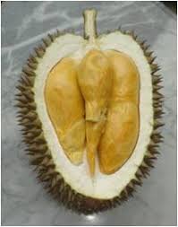 Durian musangking populer sebagai durian terbaik tanah malaysia. Balai Pengkajian Teknologi Pertanian Kalimantan Barat Durian Unggul Lokal Kalimantan Barat