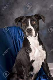 We did not find results for: Vertikale Portrat Von Einem 10 Monate Alten Schwarzen Und Weissen Pit Bull Terrier Vor Einem Blauen Hintergrund Lizenzfreie Fotos Bilder Und Stock Fotografie Image 8602585