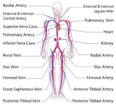 You're not required to be familiar with bundle sheath cells at as level. Acp 2 Lesson Eleven The Circulatory System Circulatory System Arteries And Veins Human Body Systems