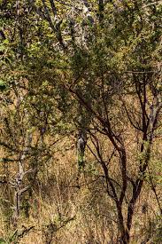 Image result for Aeschynomene nyikensis