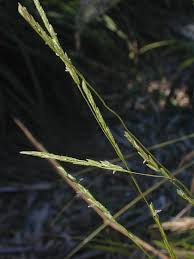 Image result for Leersia