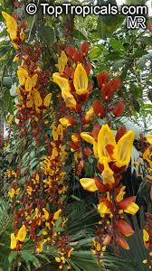 Image result for Thunbergia mysorensis