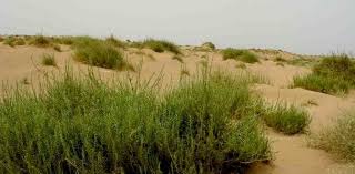 Image result for Halopyrum mucronatum