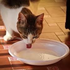 10 Aliments Toxiques Pour Les Chats Comportement Chat Chats Et Chatons Chat