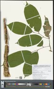 Image result for Afrostyrax