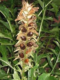Image result for Saintpauliopsis lebrunii