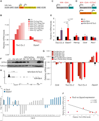On this full moon we gathered to celebrate the esbat as well as to cast a spell for focus of will on behalf of phoenixwitchwood. Tbx3 Controls Dppa3 Levels And Exit From Pluripotency Toward Mesoderm Sciencedirect