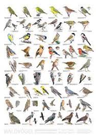 Bird Poster Woodland Birds Vogelposter Waldvogel Heimische Vogel Von Leander Khil Mit Illustrationen Von Heimische Vogel Einheimische Vogel Vogel Im Winter